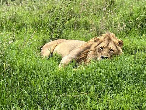      Lion resting in grassy field
  