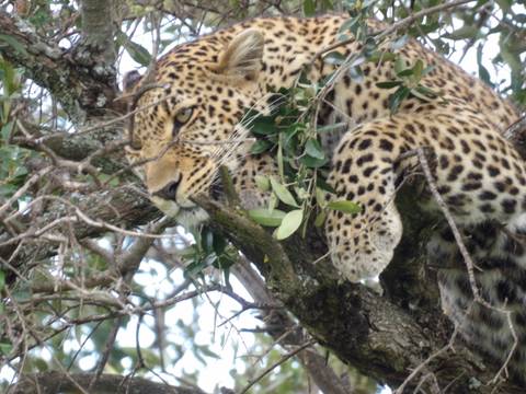       Leopard resting in a tree
  