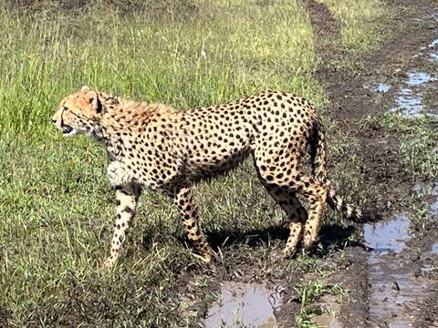       Cheetah walking on grassy field
  