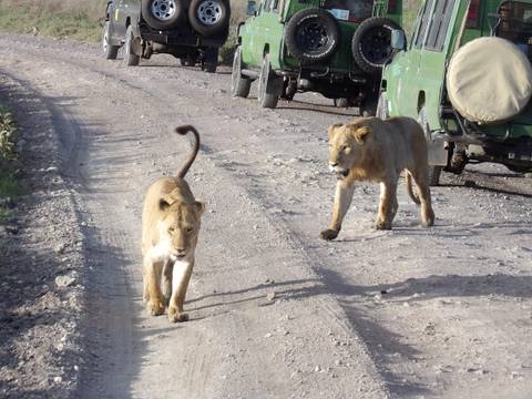       Two lion cubs walking on a dirt road with vehicles
  