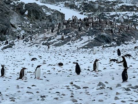 Group of penguins on a snowy rocky terrain.