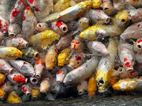 A close-up of various colorful koi fish in water.