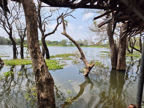       Swamp with trees growing out of the water.
  