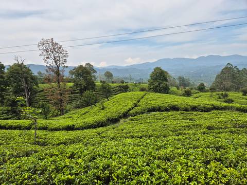       Lush green tea plantations in a hilly landscape.
  