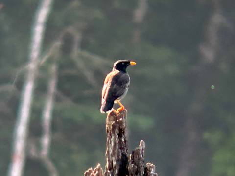       Bird perched on a tree branch.
  