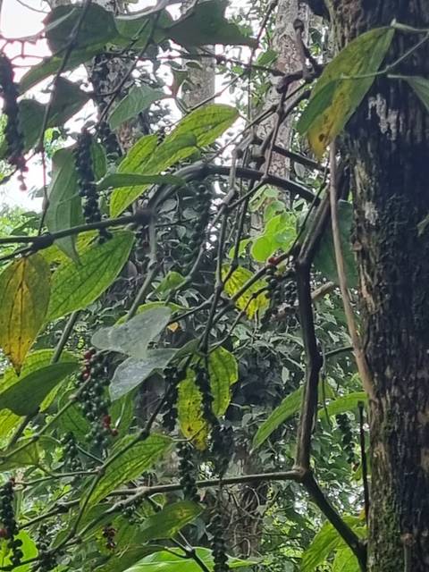       Close-up of green plants with berries.
  