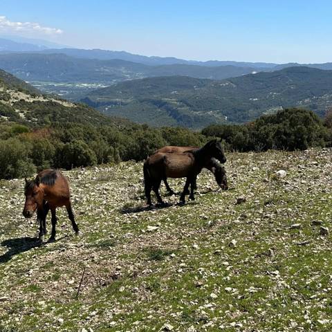       Wild horses grazing on a rocky hillside.
  