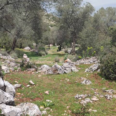       Path through a green forest with rocks and vegetation.
  