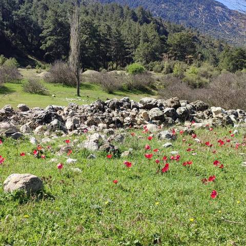 Field of red flowers among rocks and grasses.