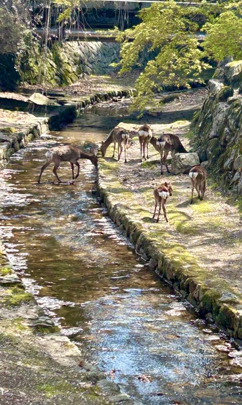 Deer in a natural setting near a stream.