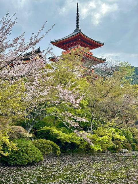 Traditional Japanese architecture peeking through cherry blossoms.