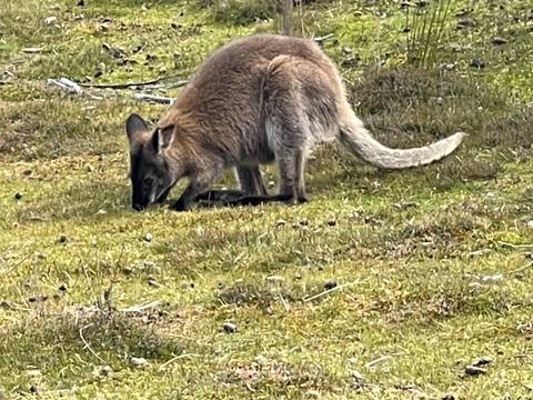       Kangaroo grazing on grass.
  