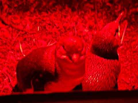 Red-lit penguins in a dark setting.