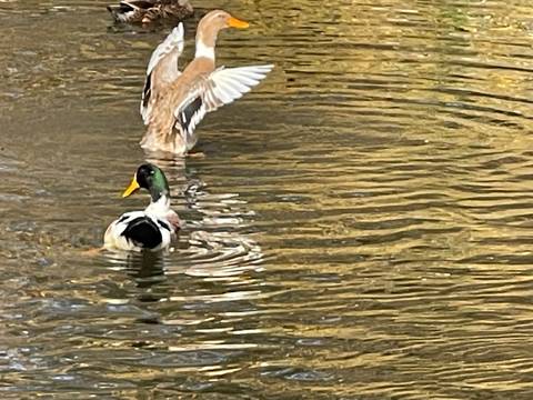       Ducks swimming in a pond.
  