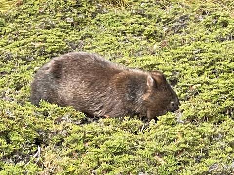       Wombat grazing on vegetation.
  