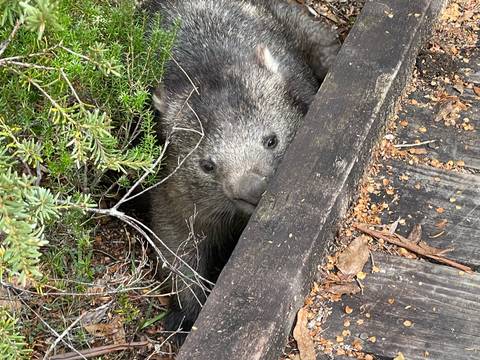       Wombat peeking from behind a log.
  