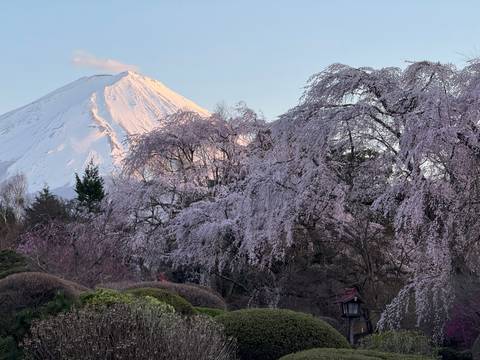 Mount Fuji framed by blooming cherry blossoms.
