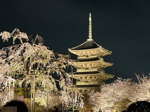 Pagoda surrounded by cherry blossoms at night.