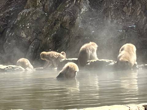 Snow monkeys in a hot spring with steam rising.