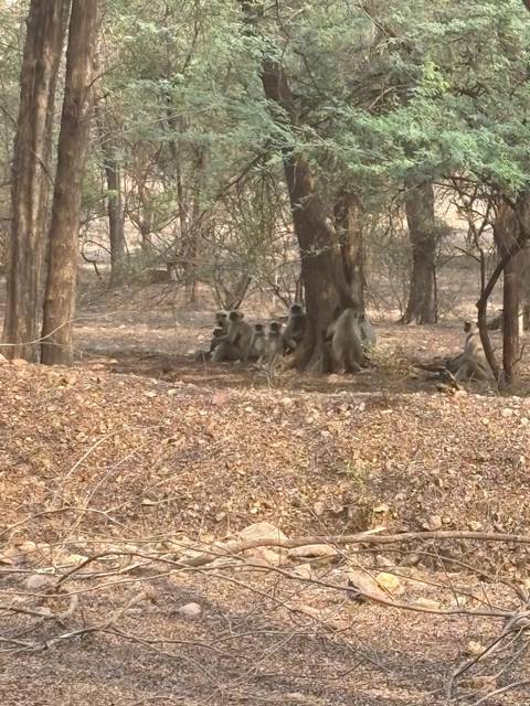 Monkeys sitting in a forest setting.