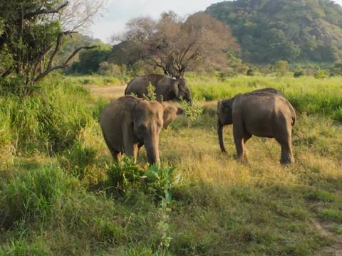 A small herd of elephants in a grassy savannah.