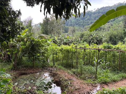 A lush, tropical landscape with a small pond.