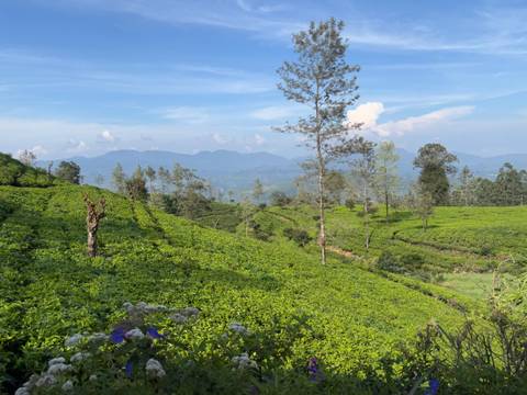       Beautiful, lush tea plantations with mountains in the background.
  