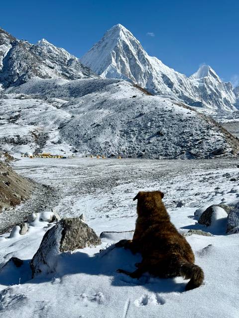 Dog facing snowy mountains and a row of tents in the distance.