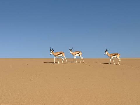       Three antelopes walking on sand dunes.
  