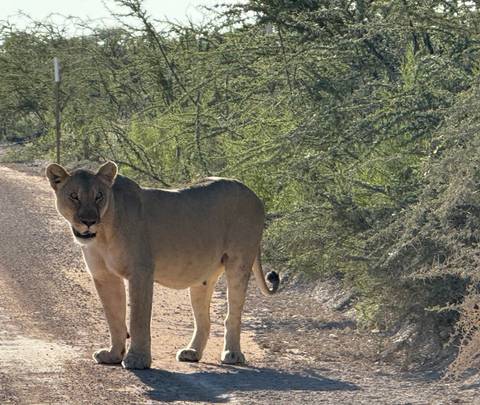       Lion on a dirt path surrounded by green vegetation.
  