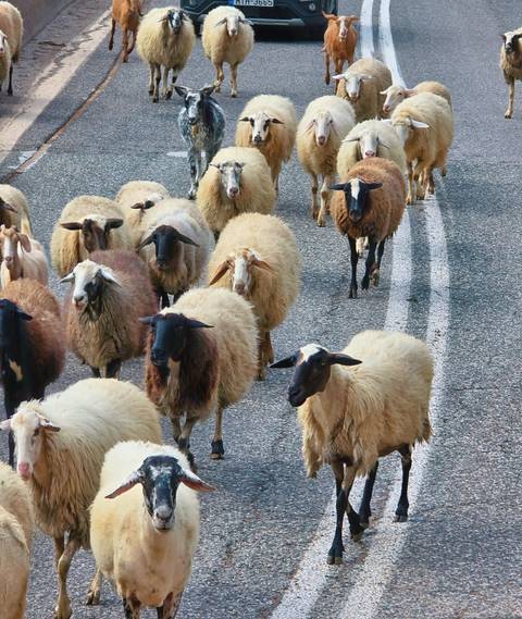       Flock of sheep walking on a road.
  