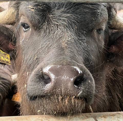 Close-up of a buffalo's face.