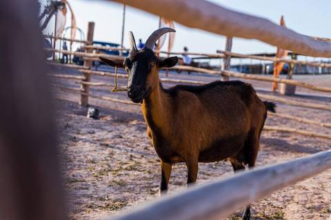 Goat standing inside a fenced area.