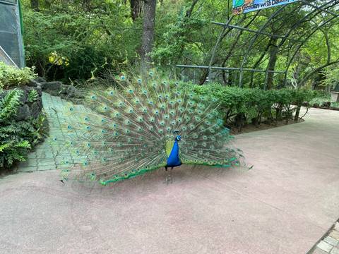 A peacock showing its feathers in a garden setting.