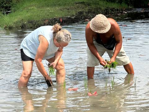       Two people planting rice in a paddy field.
  
