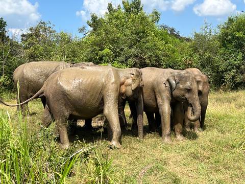 Group of elephants in a natural setting.