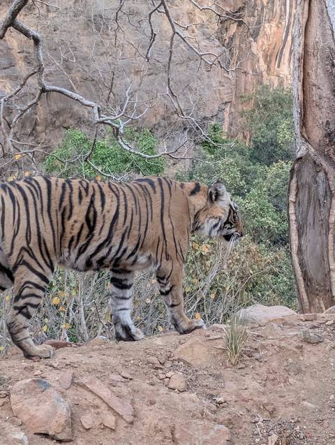 Tiger walking through a natural habitat.