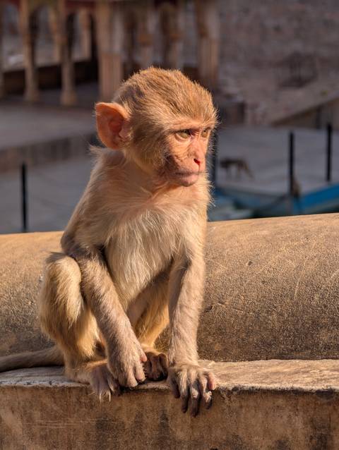 Monkey sitting on a stone wall looking thoughtful.