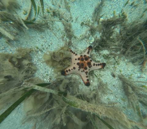 Starfish on the ocean floor surrounded by seaweed.
