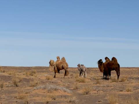       Camels walking in a desert landscape.
  