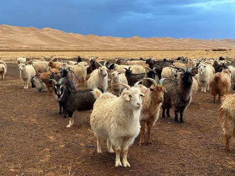       Flock of goats with looming sand dunes in the background.
  