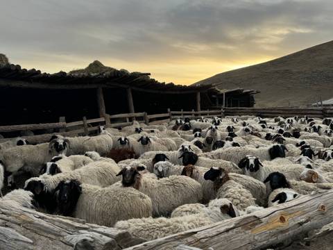       Flock of sheep in a pen at sunset.
  