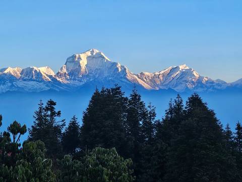       Snow-capped mountain range with forest in the foreground.
  