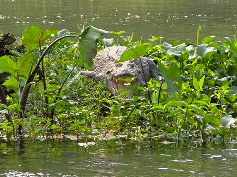       Crocodile partially submerged in water surrounded by greenery.
  