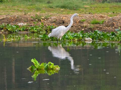       Egret wading in water with reflection.
  