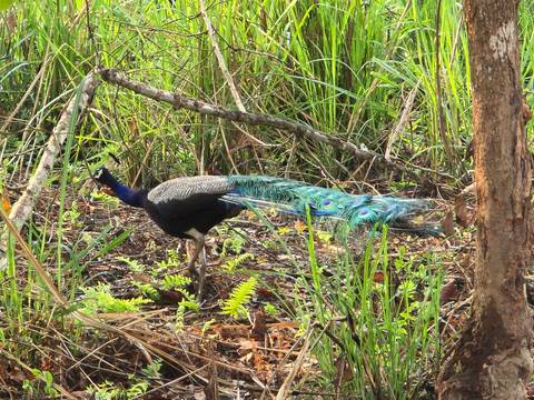       Peacock walking through tall grass with its colorful tail.
  