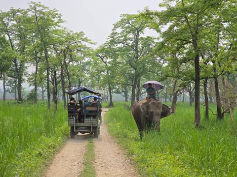       Safari vehicle and an elephant with a rider on a jungle path.
  