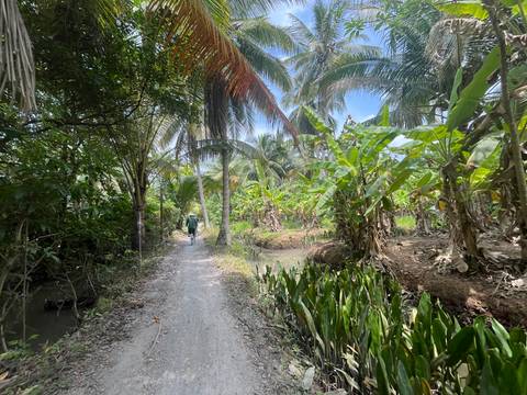       A person biking on a path surrounded by lush tropical vegetation including banana and palm trees.
  