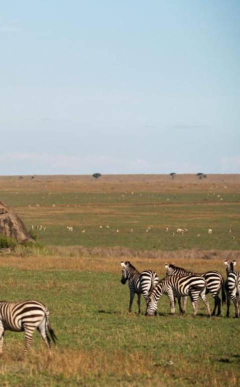       3 Tage - Ruaha Nationalpark Safari (Flug von Sansibar oder Daressalam) Foto von Kundenbewertung 
  