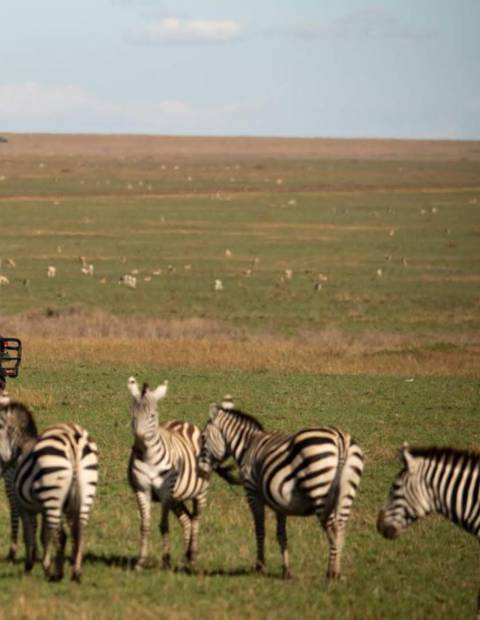       Zebras grazing on a grassy plain with others in the background.
  